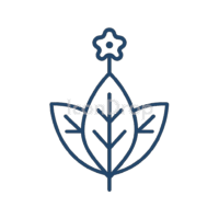 Tobacco Plant Icon Outline